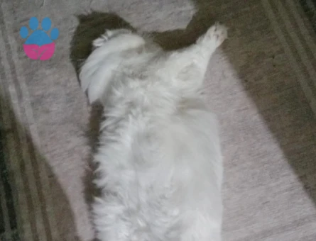 Oğlumuza eş arıyoruz