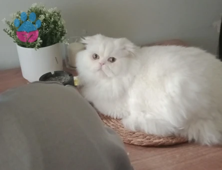 Oğlumuza eş arıyoruz