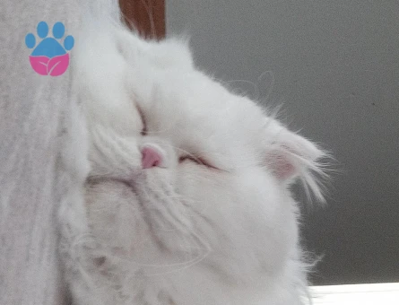 Oğlumuza eş arıyoruz