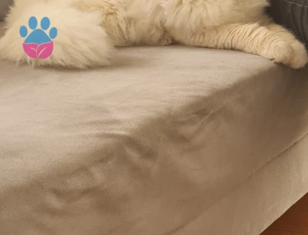 Oğlumuza eş arıyoruz