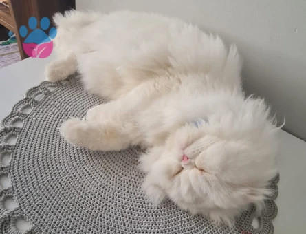 Oğlumuza eş arıyoruz