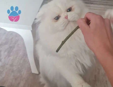 Oğlumuza eş arıyoruz