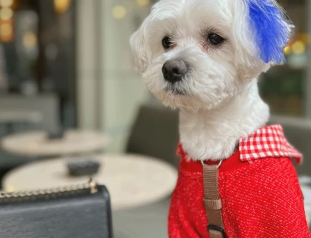 Maltese Terrier - 118977139