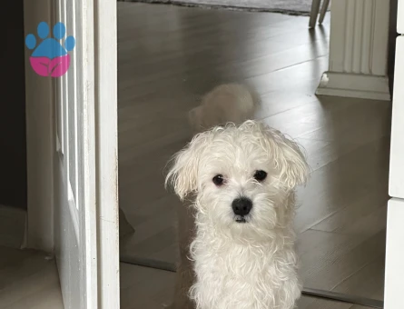 Maltese Terrier
