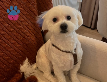 Maltese Terrier