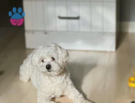 Maltese Terrier