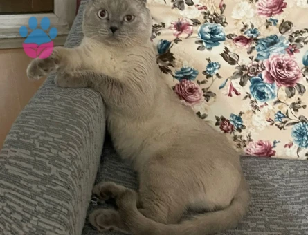 Scotish Fold Blue Point oğluma eş arıyorum.