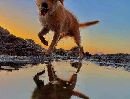 Golden-Terrier Kırması - 118977149