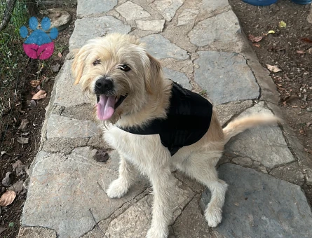 Golden-Terrier Kırması