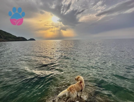 Golden-Terrier Kırması