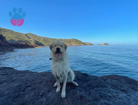 Golden-Terrier Kırması