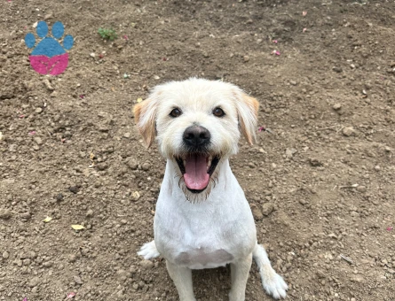 Golden-Terrier Kırması