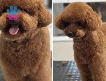 Max oğlumuza eş arıyoruz