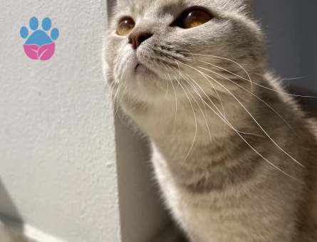 Kedimize acil eş arıyoruz