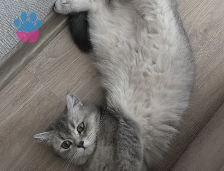 Kızım freya için eş arıyoruz