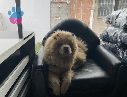 Dişi Chow Chow arıyorum