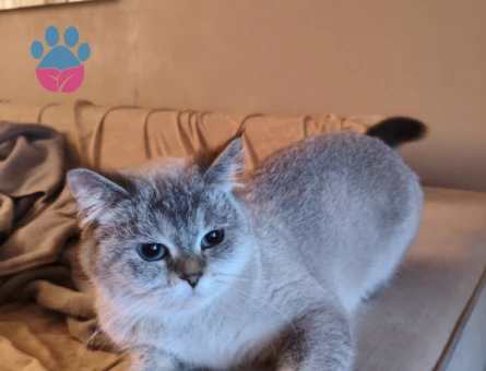 3 Yaşında British Shorthair Kızgınlıkta