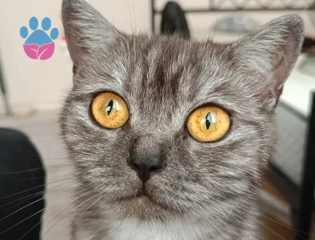 British Shorthair 2 Yaşında Dişi Kızgınlıkta