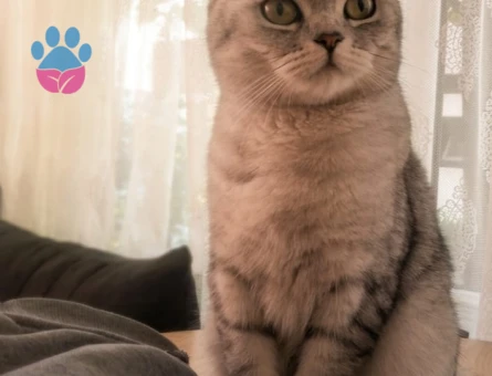 British Shorthair 1 Yaşında Eş Arıyor