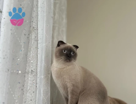 1 Yaşındaki Scottish Fold Kedim Eş Arıyor