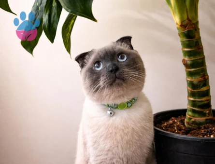 1 Yaşındaki Scottish Fold Kedim Eş Arıyor