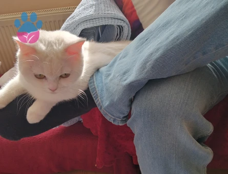 British Shorthair 1 Yaşında Eş Aranıyor
