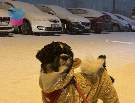Shih Tzu 7 Yaşında Eş Arıyoruz
