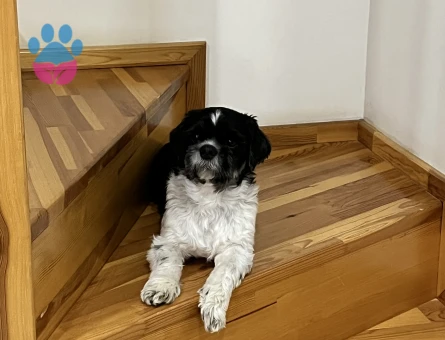 Shih Tzu 7 Yaşında Eş Arıyoruz