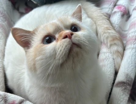 British Shorthair 1,5 Yaşında Eş Arıyor - 118969641