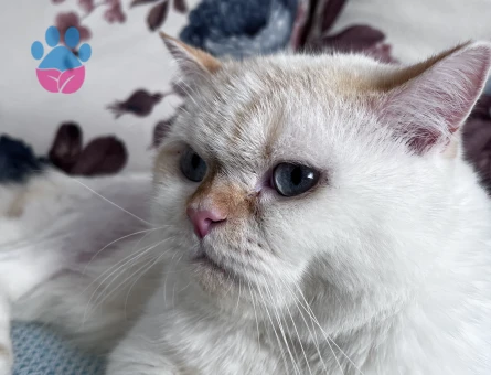 British Shorthair 1,5 Yaşında Eş Arıyor