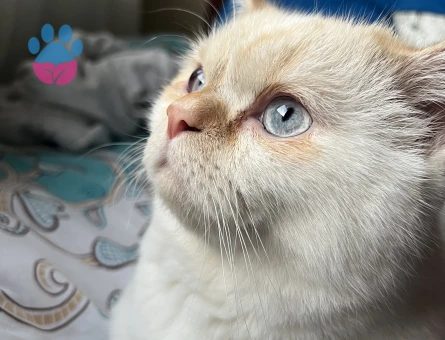 British Shorthair 1,5 Yaşında Eş Arıyor