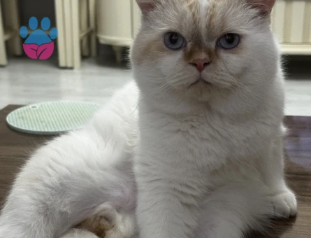 British Shorthair 1,5 Yaşında Eş Arıyor