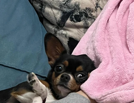 Chihuahua Enerjik kızımıza eş arıyoruz - 118969643
