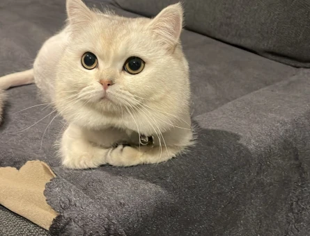 Dişi kedi eş arıyorum - 118977765