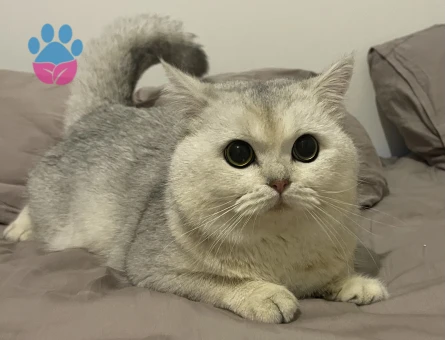 Dişi kedi eş arıyorum