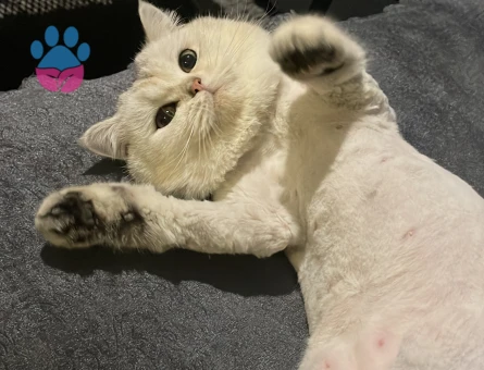 Dişi kedi eş arıyorum