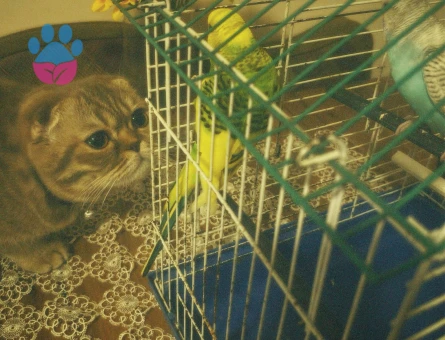 dişi kedi