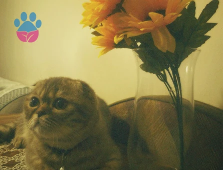 dişi kedi