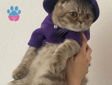 dişi kedi