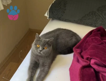 British Shorthair 1 Yaşında Eş Arıyor