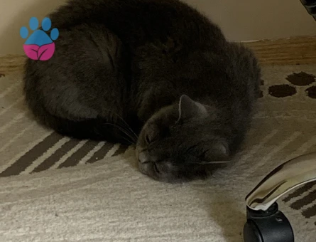 British Shorthair 1 Yaşında Eş Arıyor