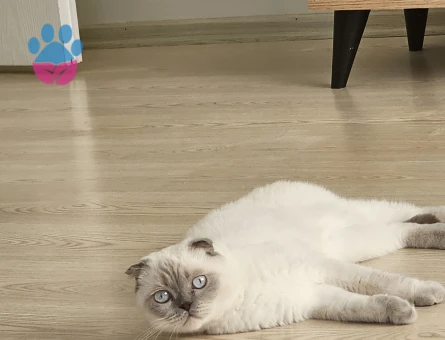Scottish Fold 4 Yaşında Dişi Kızgınlıkta