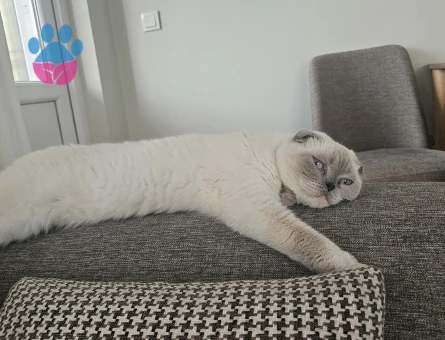 Scottish Fold 4 Yaşında Dişi Kızgınlıkta