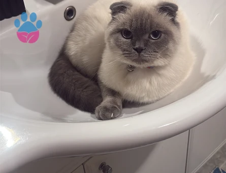 British Shorthair 1 Yaşında Erkek Kızgınlıkta - 118984148