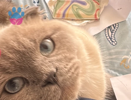 British Shorthair 1 Yaşında Erkek Kızgınlıkta