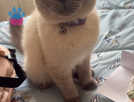 British Shorthair 1 Yaşında Erkek Kızgınlıkta
