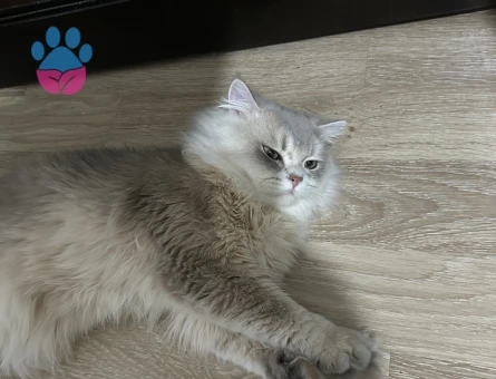 British longhair kedim eş arıyor