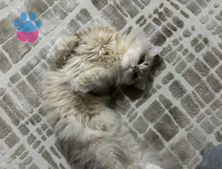 British longhair kedim eş arıyor