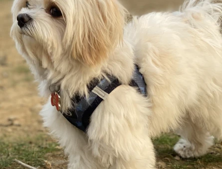 Morkie 5 Yaşında Eş Arıyor - 118970298