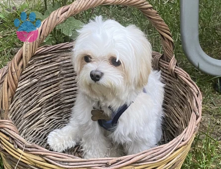 Morkie 5 Yaşında Eş Arıyor